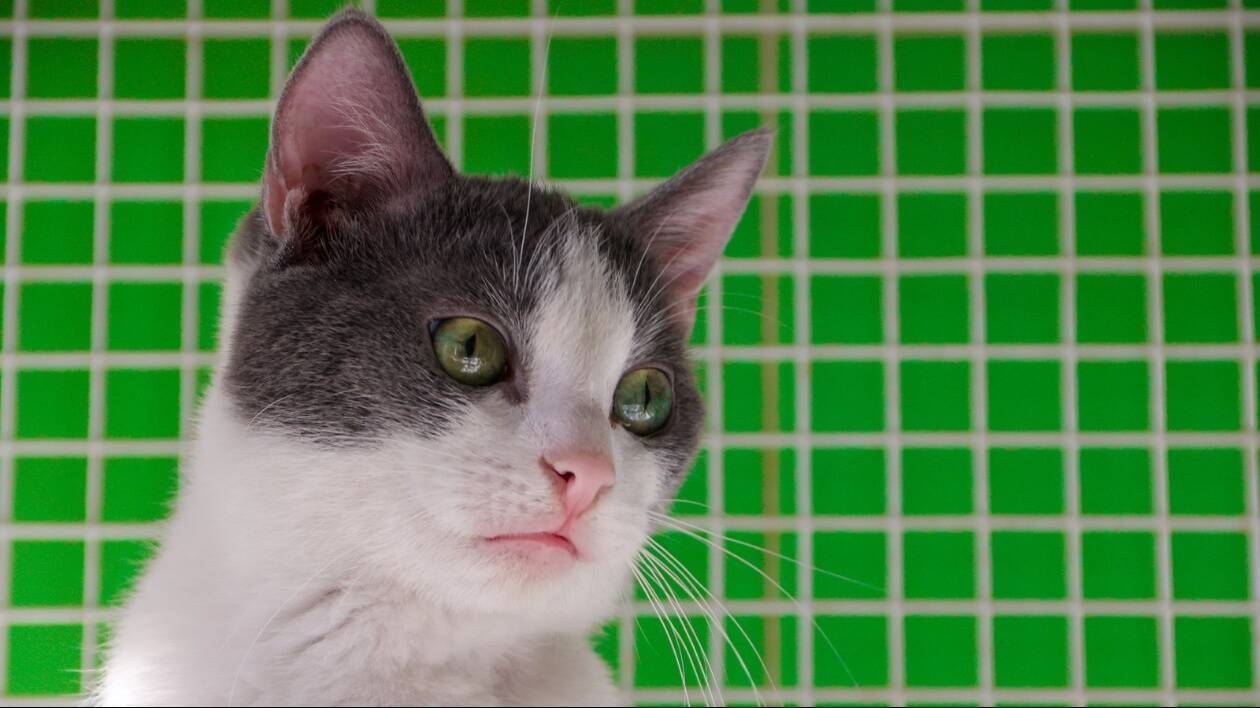 Gattile intercomunale di Modena: oltre 60 gattini in cerca di adozione