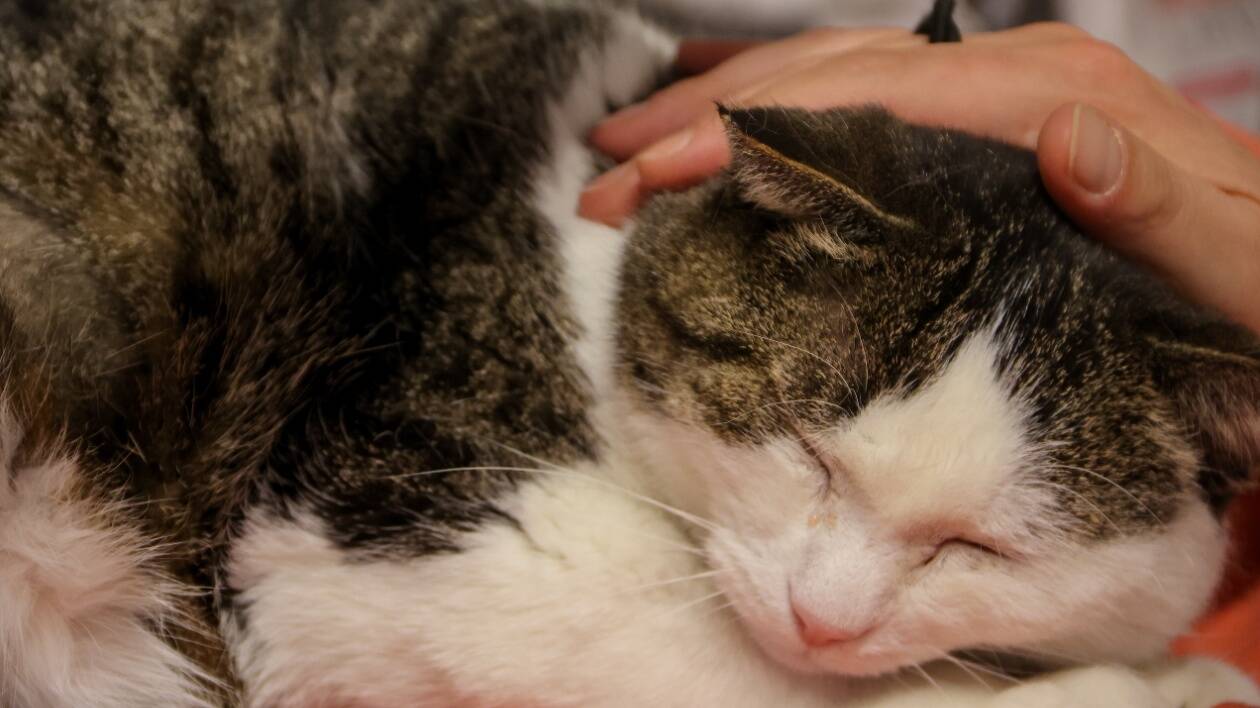 Modena, open day al gattile comunale