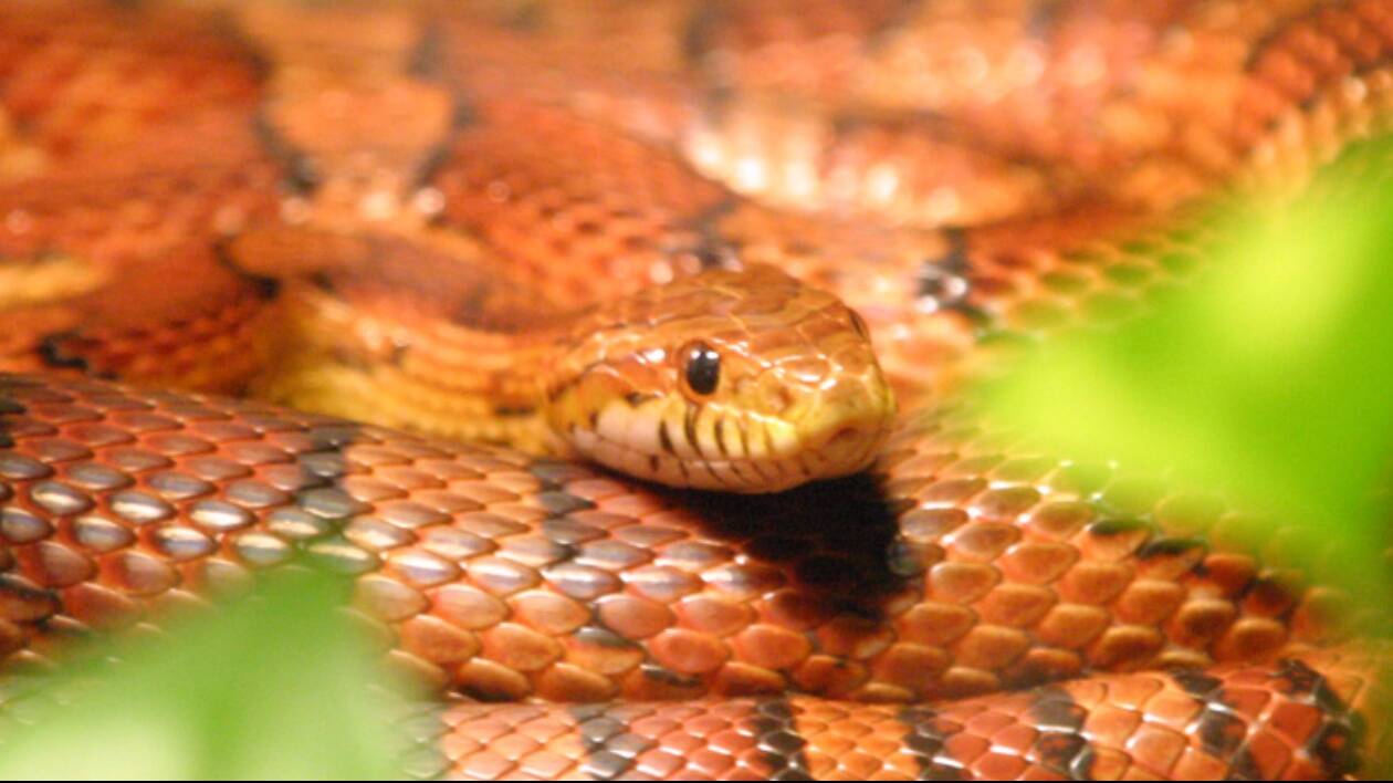 Vignola, serpente del grano trovato morto in una scatola sigillata