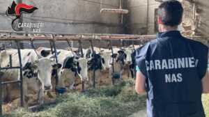 https://www.lapressa.it/articles/082804/bovini-nas-carabinieri-sequestro-TN.jpg