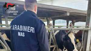 https://www.lapressa.it/articles/082982/modena-reggio-bovini-TN.jpg