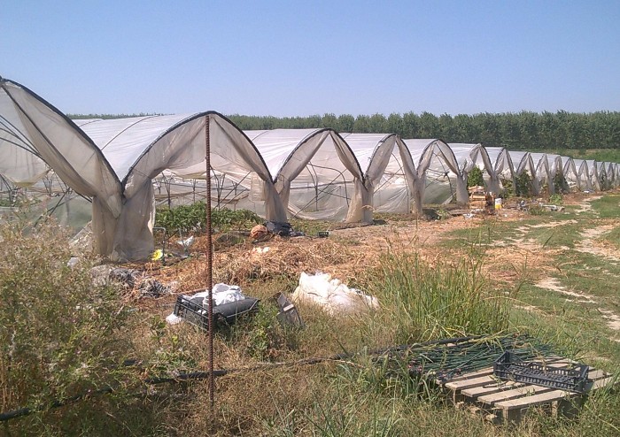 Chiusa grande azienda agricola cinese: semi di origine sconosciuta e lavoratori in nero
