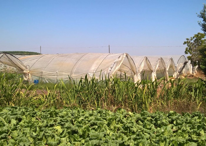 Chiusa grande azienda agricola cinese: semi di origine sconosciuta e lavoratori in nero