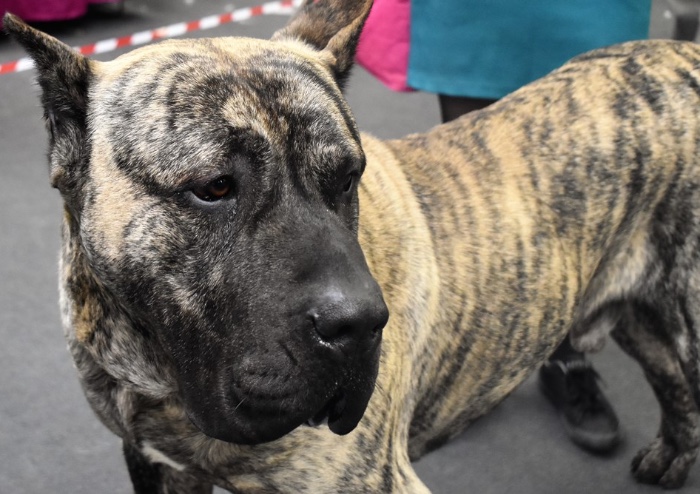 Esposizione internazionale canina: il cane più bello è Enigma