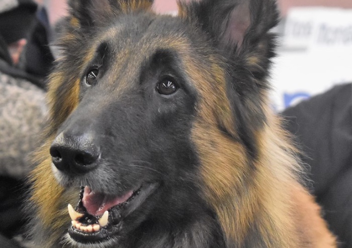 Esposizione internazionale canina: il cane più bello è Enigma