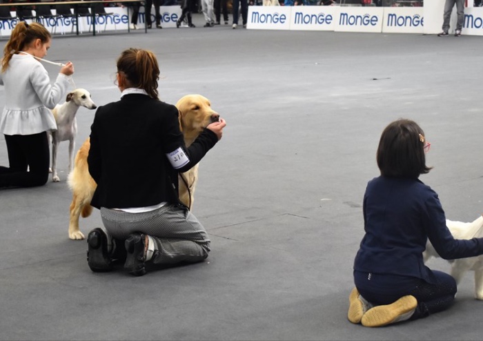 Esposizione internazionale canina: il cane più bello è Enigma
