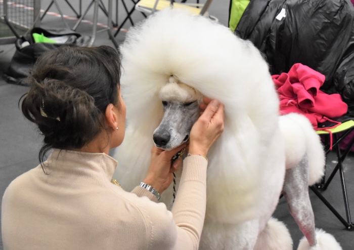 Banoffee il cane più bello dell' Esposizione Internazionale di Modena