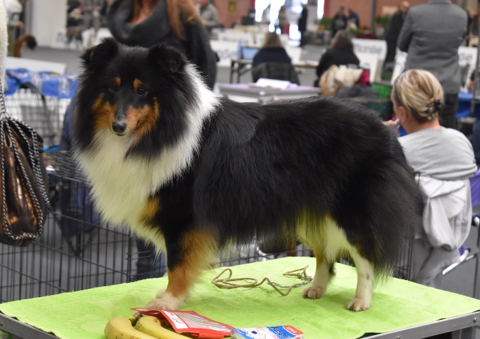 Banoffee il cane più bello dell' Esposizione Internazionale di Modena