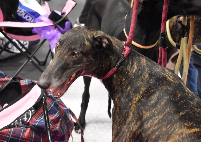 Banoffee il cane più bello dell' Esposizione Internazionale di Modena