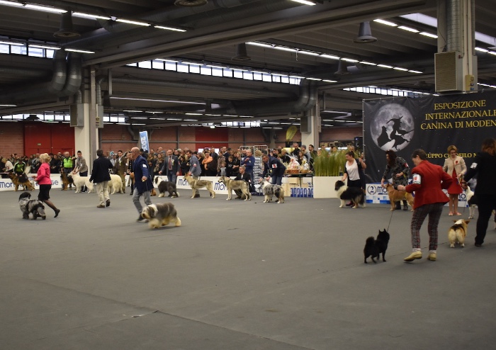 Banoffee il cane più bello dell' Esposizione Internazionale di Modena
