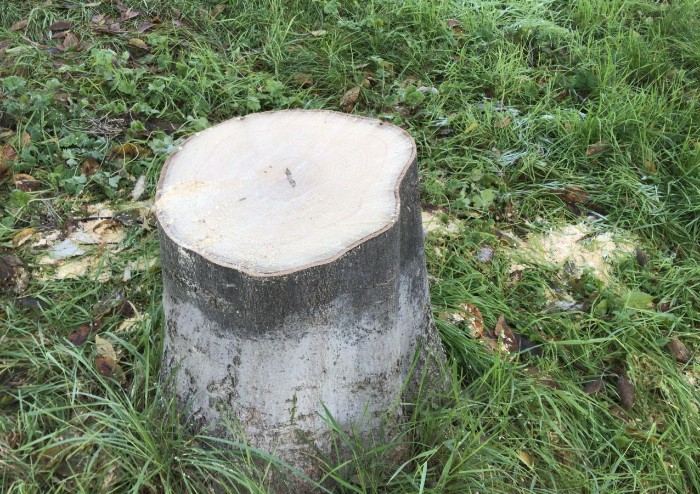 Nella giornata degli alberi il Comune fa strage di alberi