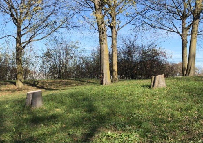 Nella giornata degli alberi il Comune fa strage di alberi