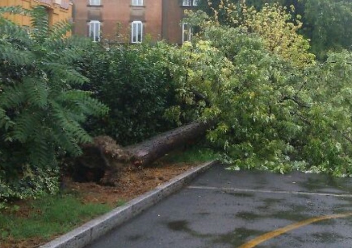 Nella giornata degli alberi il Comune fa strage di alberi