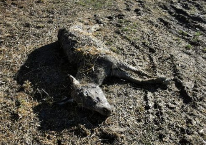 Animali maltrattati a Polinago, sos dalle Guardie eco zoofile