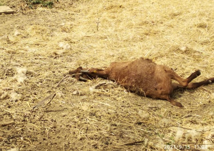 Animali maltrattati a Polinago, sos dalle Guardie eco zoofile