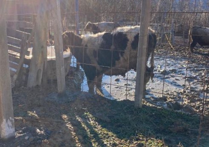 Animali maltrattati a Polinago, sos dalle Guardie eco zoofile