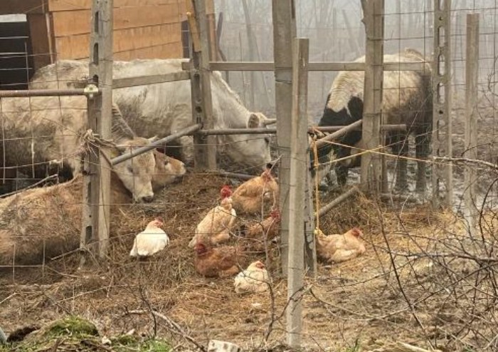 Animali maltrattati a Polinago, sos dalle Guardie eco zoofile