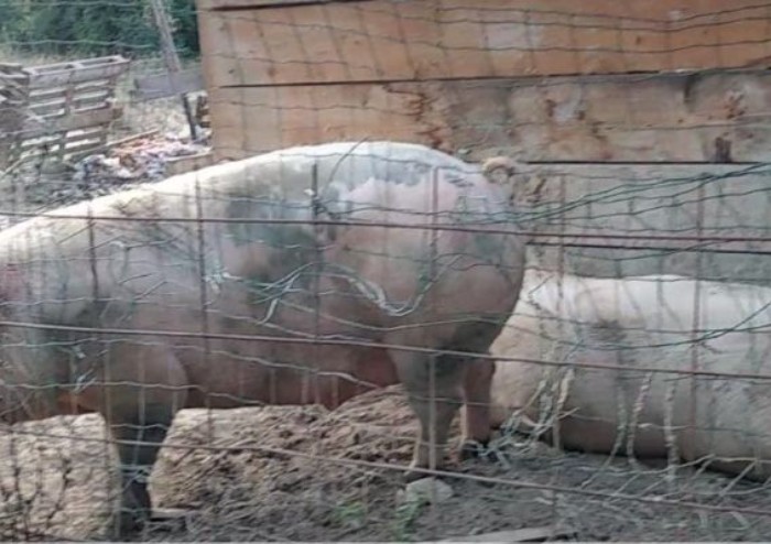 Animali maltrattati a Polinago, sos dalle Guardie eco zoofile