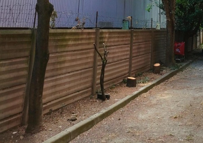 Strada Saliceto Panaro: perchè abbattere oltre 10 alberi sani?