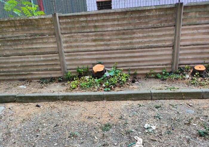 Strada Saliceto Panaro: perchè abbattere oltre 10 alberi sani?