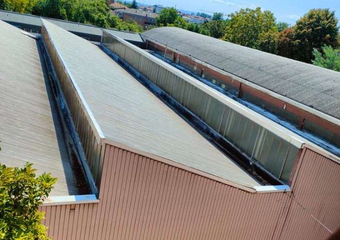 Strada Saliceto Panaro: perchè abbattere oltre 10 alberi sani?