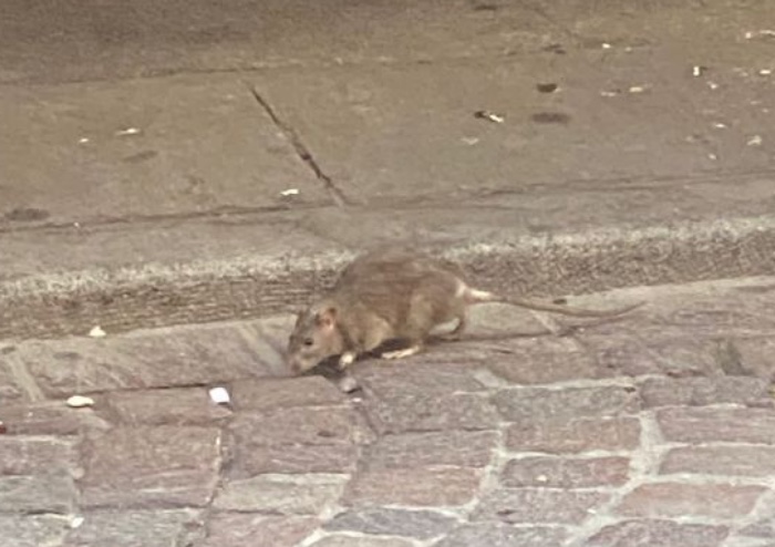 Caos rifiuti, ora i topi camminano tra i tavolini del centro di Modena