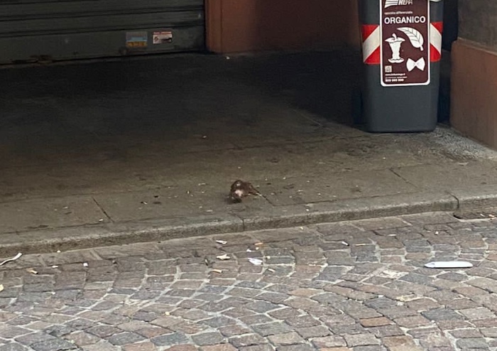 Caos rifiuti, ora i topi camminano tra i tavolini del centro di Modena