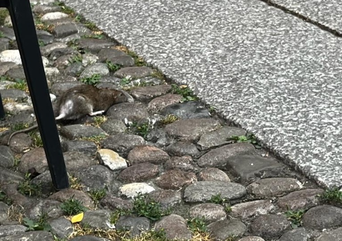 Caos rifiuti, ora i topi camminano tra i tavolini del centro di Modena