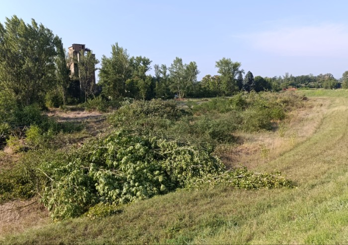 Casse di espansione Secchia, ancora disboscamenti: 'Non si ripetano errori'