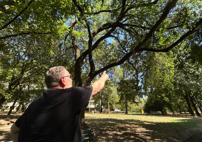 Modena, crolla un grosso ramo sui giochi al parco di via Newton: bimbo in salvo