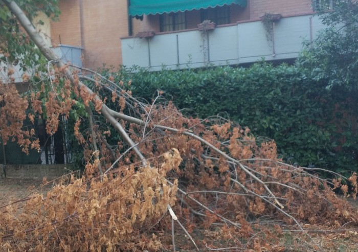 Modena, ciclabile Langer ancora invasa dai rami crollati un mese fa